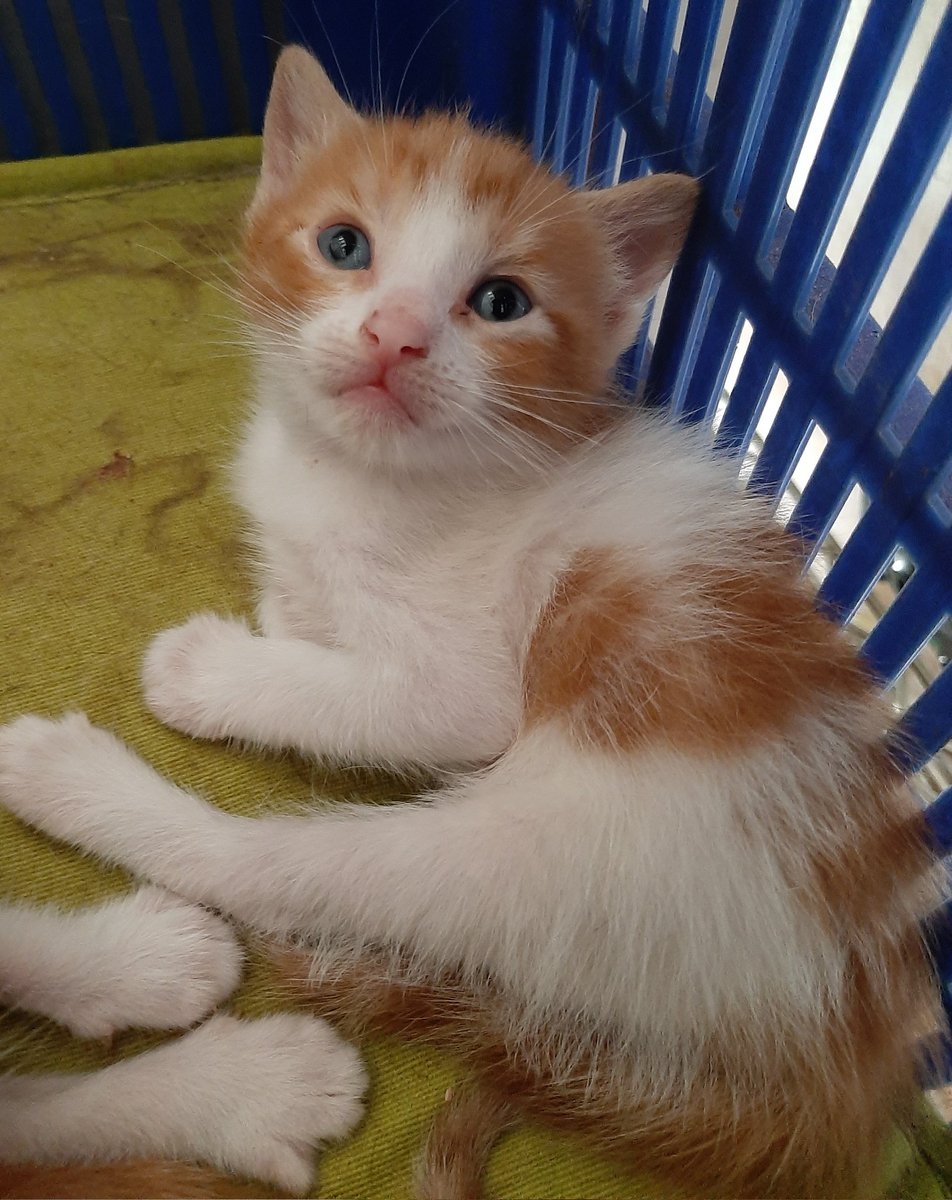 MenmaSaurio's tweet photo. ⚠️GATITOS EN ADOPCIÓN⚠️
Se encuentran cerca de Barcelona, tienen 2 meses y son machos, para mas info md
💗 rt porfa 💗 https://t.co/aQ9OkWycJI
