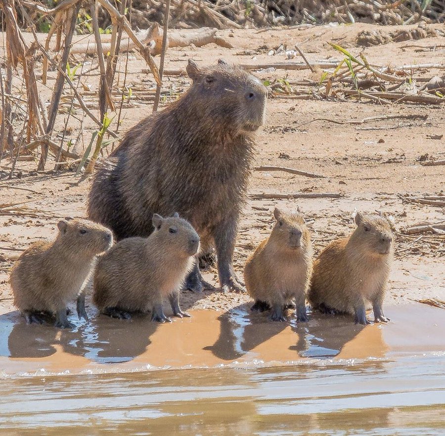 CAPYBARA_MAN's tweet image. family portrait