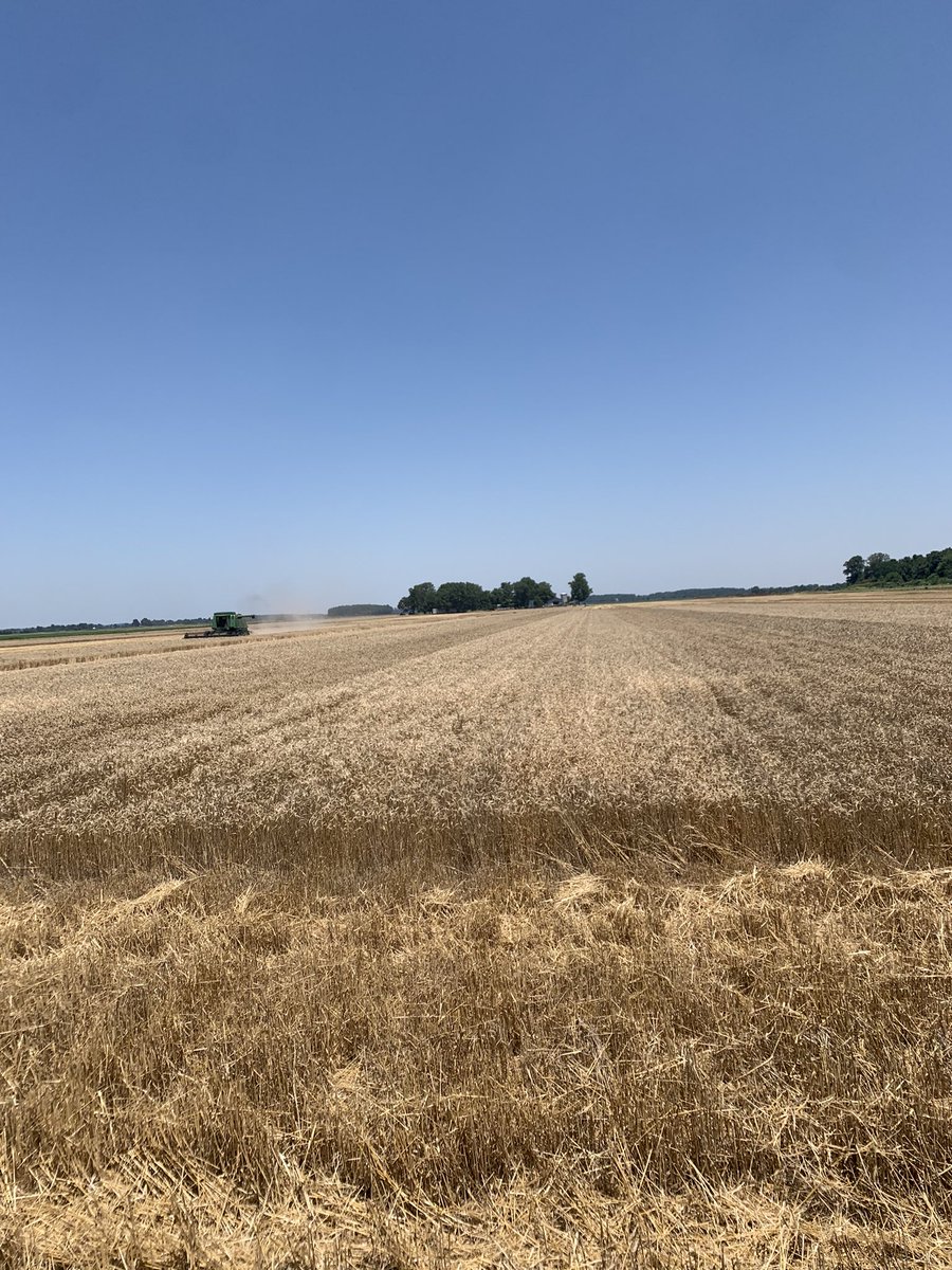 larryhelm4's tweet photo. FS InSpire Wheat plot starting today in Dexter Missouri. @Southern_FS @sfsagro @InVISION_HiSOY https://t.co/d53fN9KT37