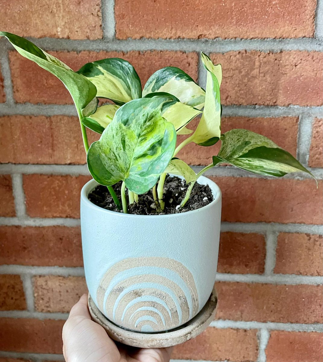 ecofriendlyfact's tweet photo. Just over here enjoying my Manjula Pothos as much as this little lady bug 🐞
#saturdayplants #teampothos #manjulapothos #pothos #trailingplants #cutepots #ladybugs #pestcontrol #planadylife #plantaddicts #variegatedplants #variegata #plantjunkie https://t.co/FroLV7bRTJ
