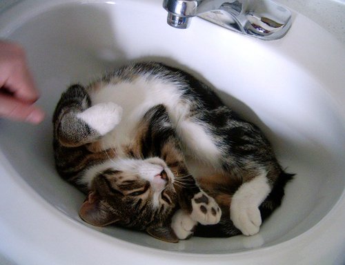 gayocats's tweet photo. curled_paw https://t.co/iPl6UecMr1