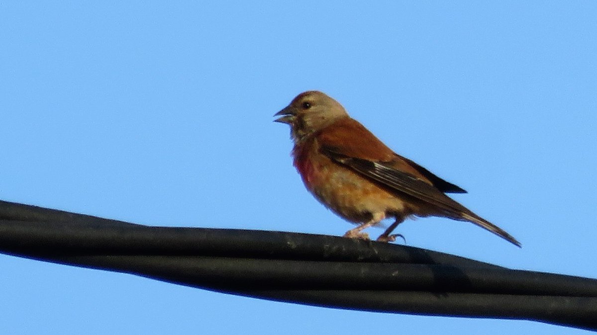 numenini's tweet image. Around the streets of Cabo de Palos, Woodpigeons coo, Linnets twitter, Pallid Swifts scream - and one Song Thrush on the side of the road will sing no more. #PallidSwift #Woodpigeon #Linnet #SongThrush
#BirdsSeenIn2022 #LaManga #Murcia #Spain 
7/7
