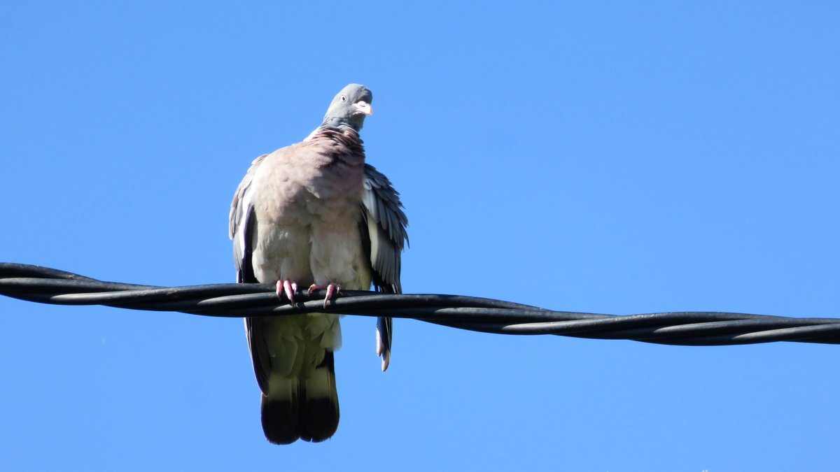 numenini's tweet image. Around the streets of Cabo de Palos, Woodpigeons coo, Linnets twitter, Pallid Swifts scream - and one Song Thrush on the side of the road will sing no more. #PallidSwift #Woodpigeon #Linnet #SongThrush
#BirdsSeenIn2022 #LaManga #Murcia #Spain 
7/7