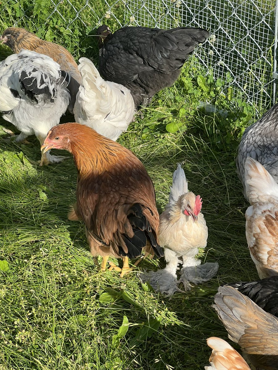 SalesforceDani's tweet photo. My other fluffy butts! They don’t get as much paparazzi as my ducks but they’re still cool!! https://t.co/UQsc77CQaX