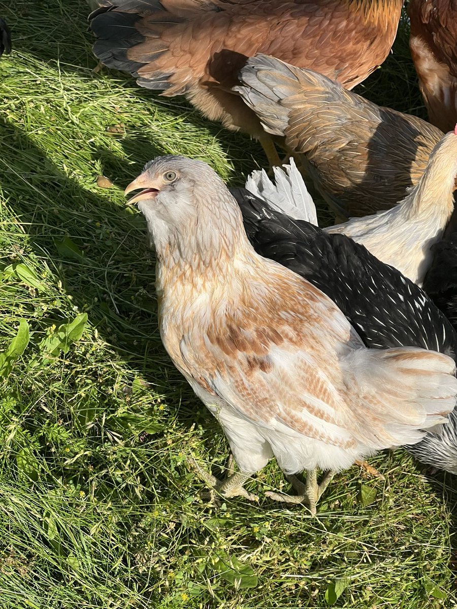 SalesforceDani's tweet photo. My other fluffy butts! They don’t get as much paparazzi as my ducks but they’re still cool!! https://t.co/UQsc77CQaX