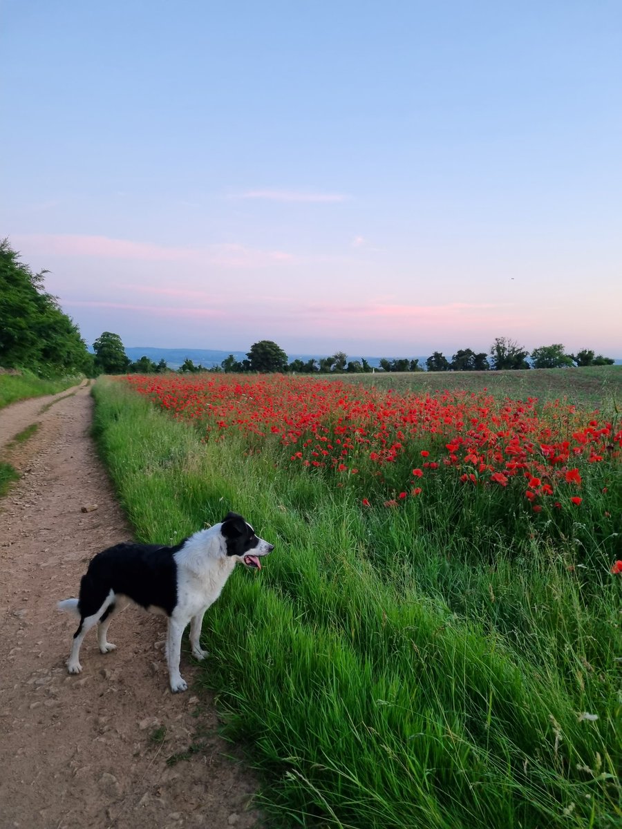 #SummerSolstice2022 trail run 🧡 perfect to get out after work today 💪😍 @_Run1000 #RuralMentalHealth #nowcanhaveabeer #trailrunningdogs @OverburyEnt providing the trails & our food #britishagriculture