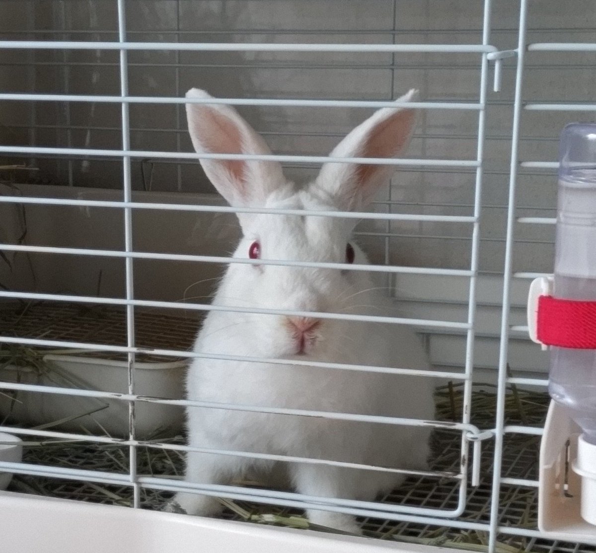ran0317pa's tweet photo. 雪ちゃん 盲腸ふん残し気味なので
ペレットの量を調整

あつこが凄い💦

🐰「ご飯少ない💢」 https://t.co/2umcRduW4Q