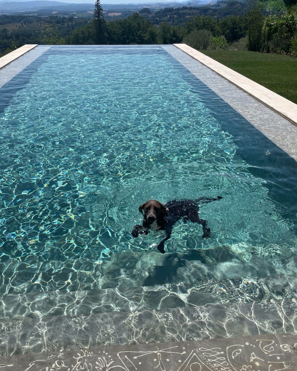 rachaelray's tweet photo. Bella afloat in pool painted by Adrienne Christos — Puppy or Platypus?? 🐶 https://t.co/5YlivtgWgE