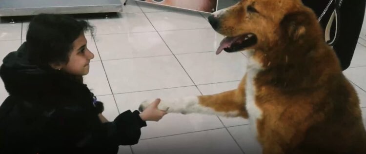 Until one has loved an animal, a part of one's soul remains unawakened.✨