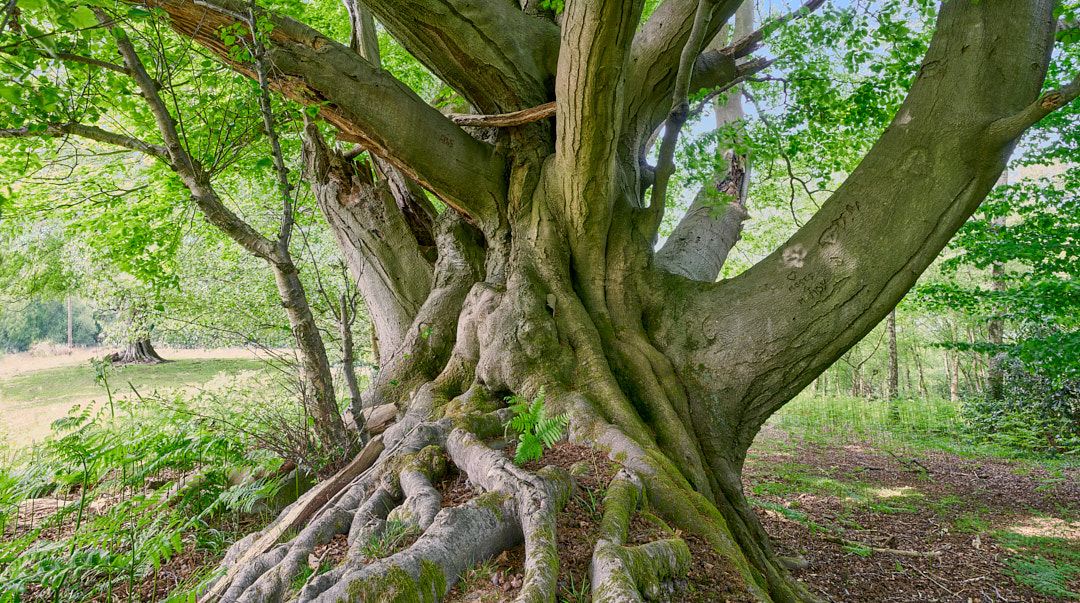 MatthewJThomas_'s tweet photo. This monster Beech tree grows on an old boundary bank just north of Forest Grange in St Leonards Forest. At 9.5m it's the second largest single stemmed #Beech in Sussex! @WilderHorsham @WoodlandTrust @AncientTreesATF https://t.co/uJJIuTz0sD