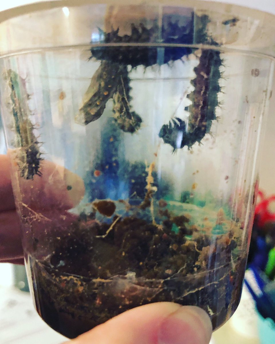 Cove Infant School tweet media