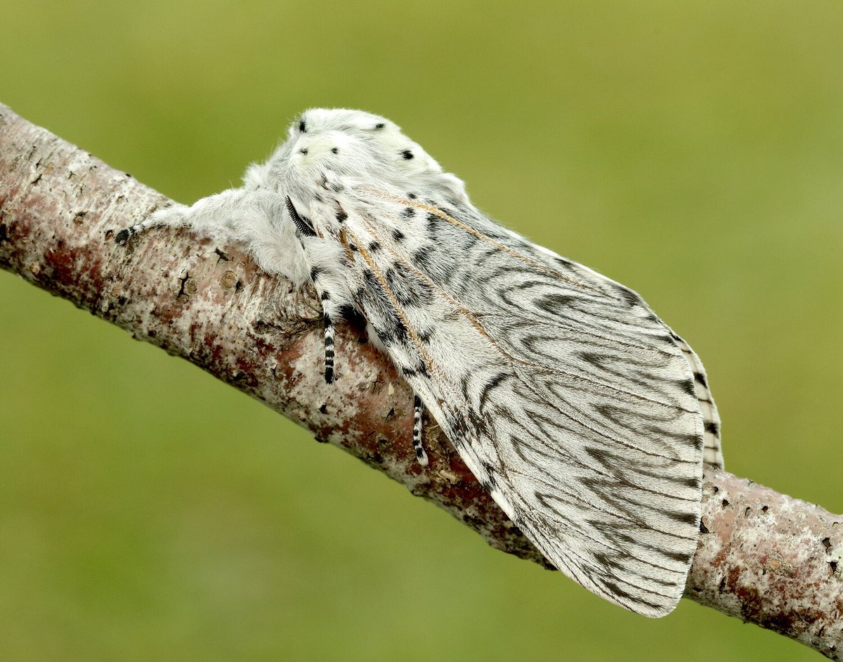 Moth Night 2022 tweet media