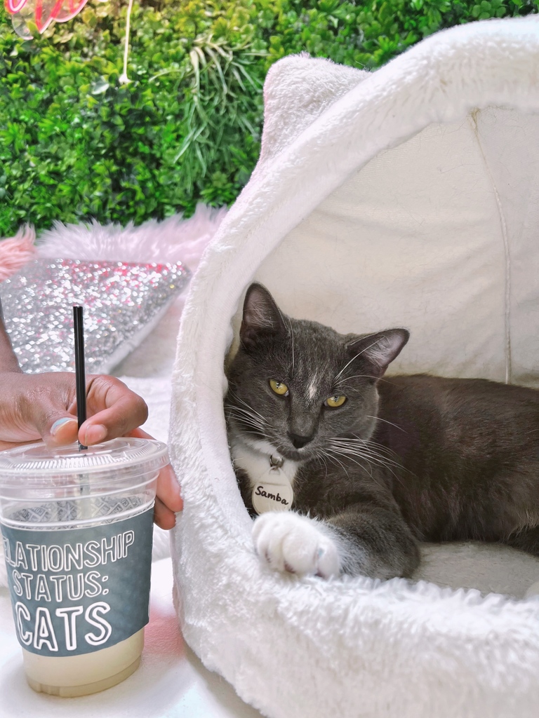 Samba is shy no more! This cutie showed up to our cafe a little hesitant and nervous. He wasn’t quite sure what to make of all the excitement.

Now he loves putting on a show!

ADOPTABLE LOCATION: LA ⁠
⁠
Use the link in our bio to come meet this playful character.