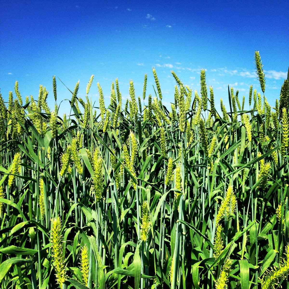 What platform is everyone using for imagery,scouting,zone creation,prescriptions,and soil sampling. Looking for something with all the above items in the same platform