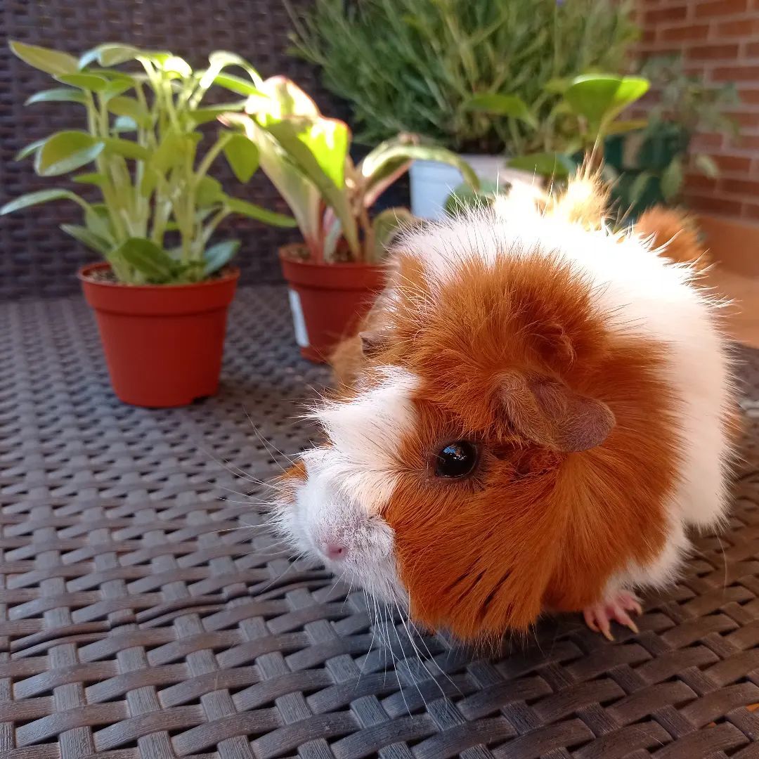 ClubGuinea's tweet photo. Summer vibes 🌻 🍉 🕶️
.
.
.
📸 Credit: eevee_the_piggy (Instagram)
.
.
#guineapig  #cavies #SummerVibes https://t.co/JeLqZCM3kq
