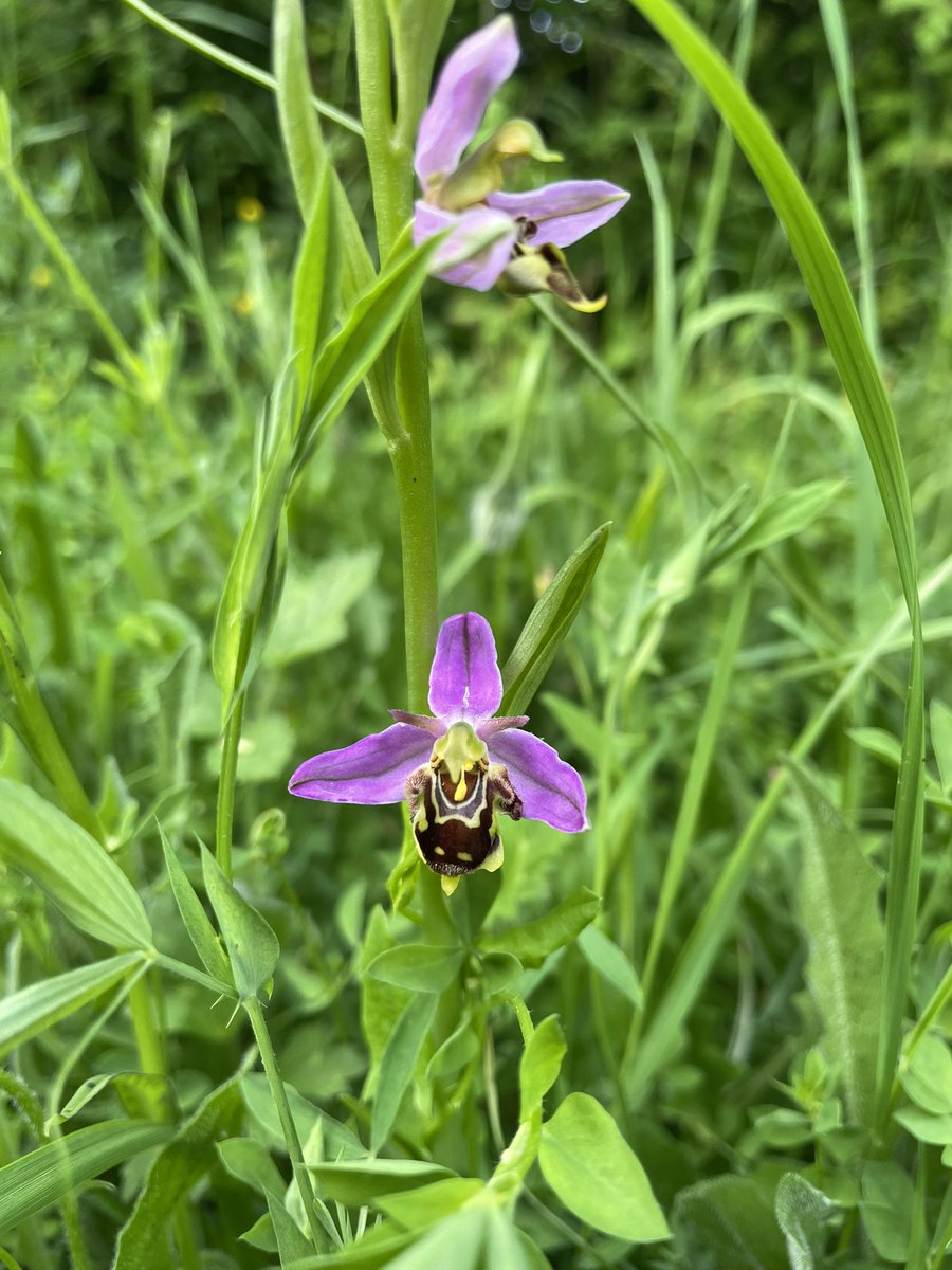 hodesdon's tweet photo. @BethBrooke8 The Halstock orchid. Well, one of many. https://t.co/hZ1L8ePzJ2