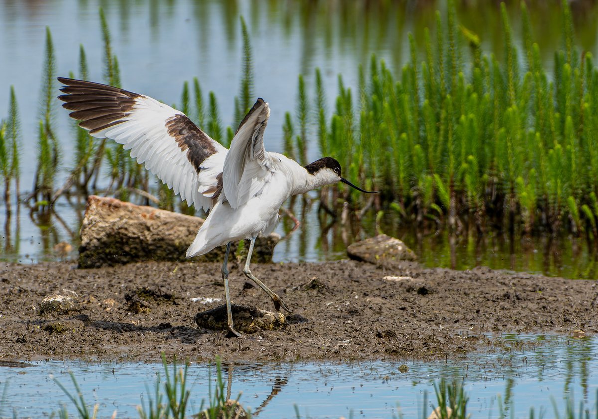 franks_ste's tweet photo. Avocets Rspb Saltholme today.@teesbirds1 @teeswildlife @RSPBSaltholme @Natures_Voice #birdphotography #NaturePhotography @DurhamBirdClub #TwitterNatureCommunity # https://t.co/Komf3xXpZU