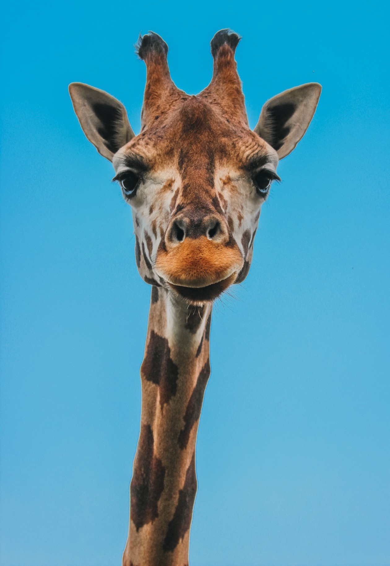 Tulsa Zoo Happy World Giraffe Day Spend The Longest Day Of The Year Celebrating The Longest Necked Animals In The World T Co Hchhp6bi18 Twitter