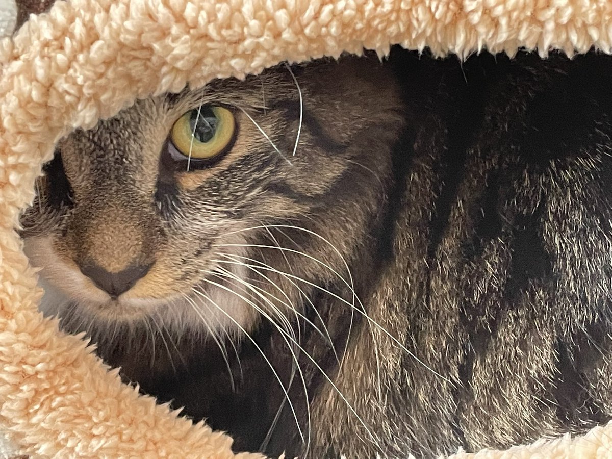 RalphieCat_'s tweet photo. Evening chill, hope everyone having a great week 😻 #CatsOfTwitter #tabbytuesday #AdoptDontShop #CuteCats #ralphie https://t.co/aiZl9psBUg