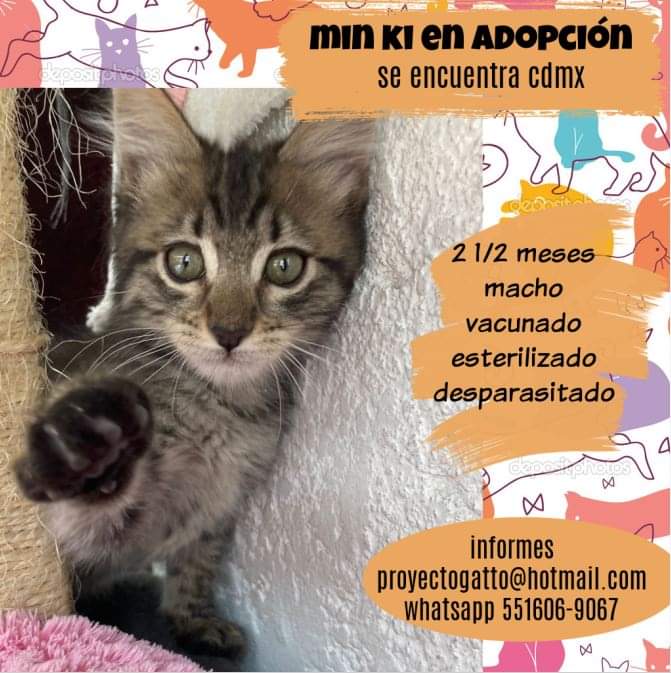 MIN KI EN ADOPCIÓN
Es un gatito muy cariñoso y juguetón
Si quieres darle una segunda oportunidad escribe un correo o whatsapp para decirte el proceso de adopción.
Se encuentra en CDMX
Ayúdanos compartiendo
#gatitosenadopcion #adopciondegatitos #gatosenadopcioncdmx #adoptaunmichi