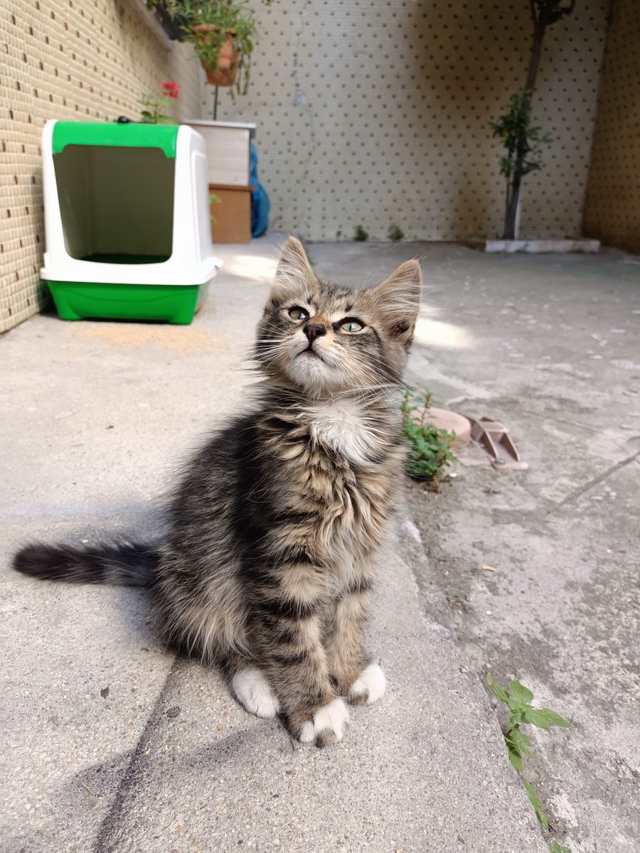 AsliBilicii's tweet photo. Teyzemin evinin bahçesine sığınmış, şu an bahçede kalıyor ama eve girmek istiyormuş. Evde kedi nüfusu fazla olduğu için eve alamıyor, ona dünya güzeli bir yuva bulmamız lazım.  Lütfen şunun güzelliğine bakın ve ona yuva olmak için sıraya girin🤓 NOLUR HERKES PAYLAŞABİLİR Mİ🥺 https://t.co/NuBK7bTN7K