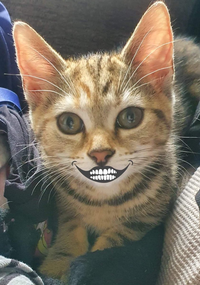 RescueKittiesM's tweet photo. We're celebrating #NationalSelfieDay at RK. Here are just a few of our many cats who are looking for their forever homes. Head over to our website or Facebook page for the info (links in bio)
#CatsOfTwitter #catrecue #AdoptDontShop #cats #manchester https://t.co/UtOqRAqJF9