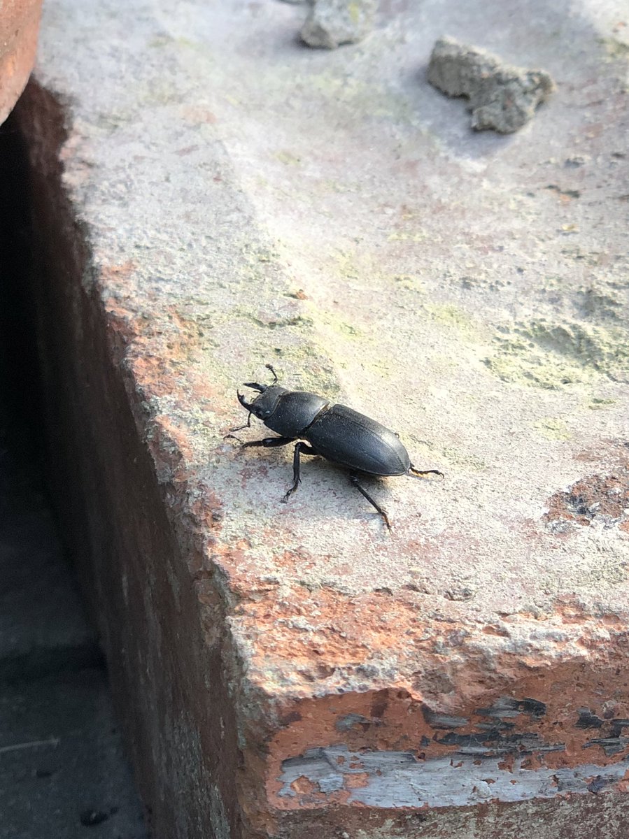 AmeliaKenyon's tweet photo. Beastie in the garden last week. @karim_vahed is he/she anything special? https://t.co/0HaA8DK2oC