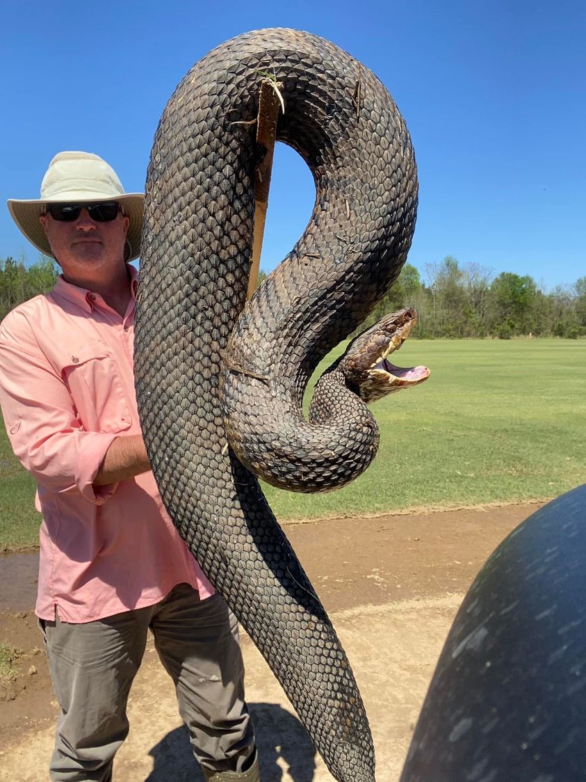 CrawgatorG's tweet image. This was found in Alabama 44" Cottonmouth dayuuuum