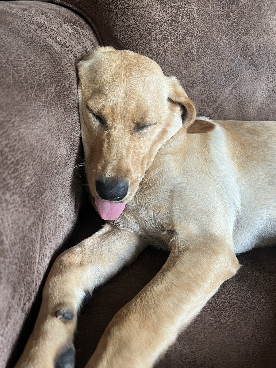 lovewithlabs's tweet photo. That tongue out Tuesday vibe

#dogsoftwitter #twitterdog #puppy #dogs https://t.co/pSl8B0wLM8