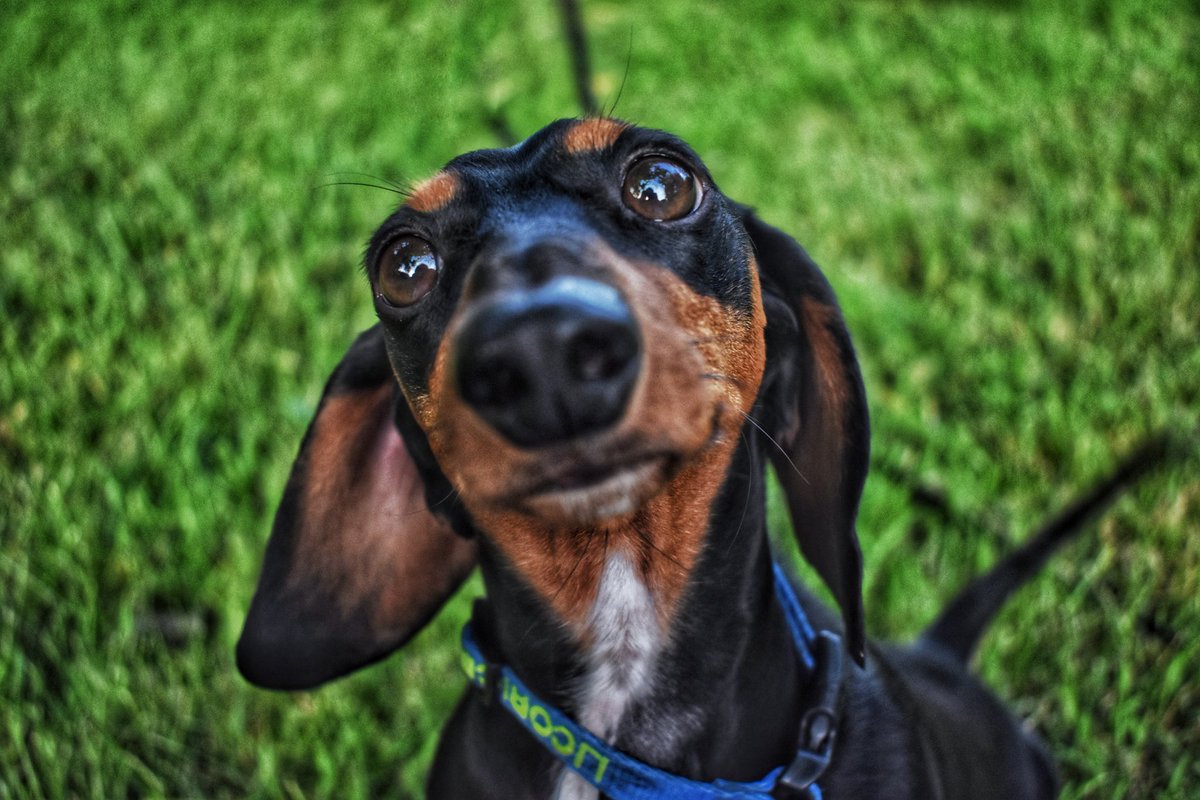 Happy #NationalDachshundDay from Licorice!! #dog #dogs #DogsOnTwitter #DogsOfTwitter
