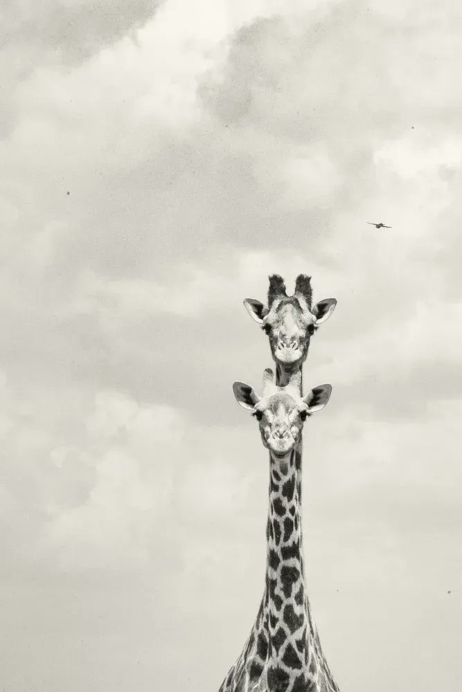 SheldrickTrust's tweet photo. Their height allows them to look out for predators, but whether looking left, right or straight ahead, giraffes can't see the future. We can help shape a better one for the species, by securing habitats &amp; tackling poaching. This #WorldGiraffeDay learn more https://t.co/09tvUy5Kqq https://t.co/SX96PFgYee
