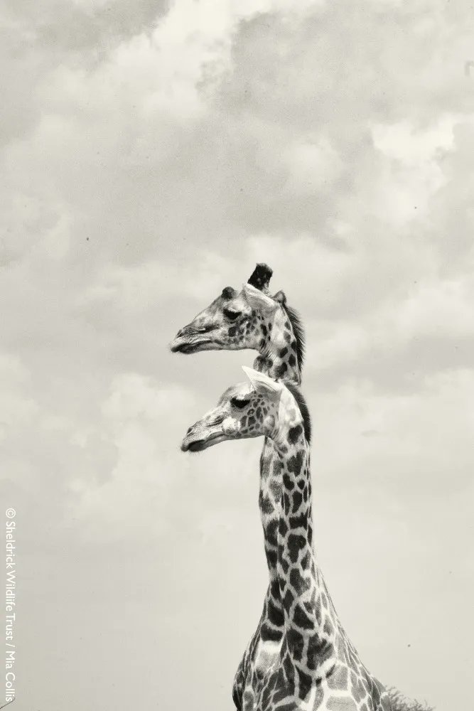 SheldrickTrust's tweet photo. Their height allows them to look out for predators, but whether looking left, right or straight ahead, giraffes can't see the future. We can help shape a better one for the species, by securing habitats &amp; tackling poaching. This #WorldGiraffeDay learn more https://t.co/09tvUy5Kqq https://t.co/SX96PFgYee