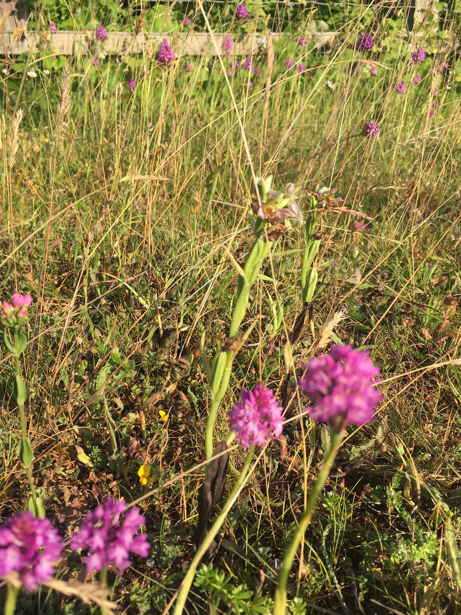CFGSBirds's tweet photo. .@Torbay_Council have been doing some excellent non-mowing of the verges near @CFGS 👍 There are dozens of Pyramidal Orchids about and this evening, I found a collection of 7 stalks of Bee-Orchids! 😃 https://t.co/aD52RsvuWR