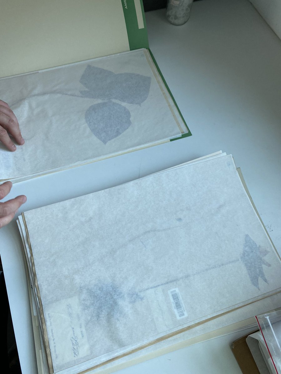 Mason Heberling tweet media