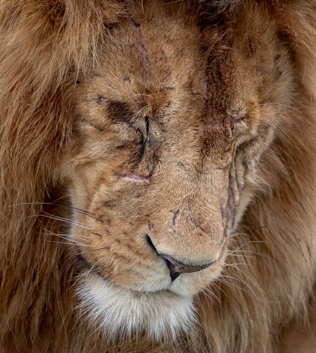 George Benjamin tweet media