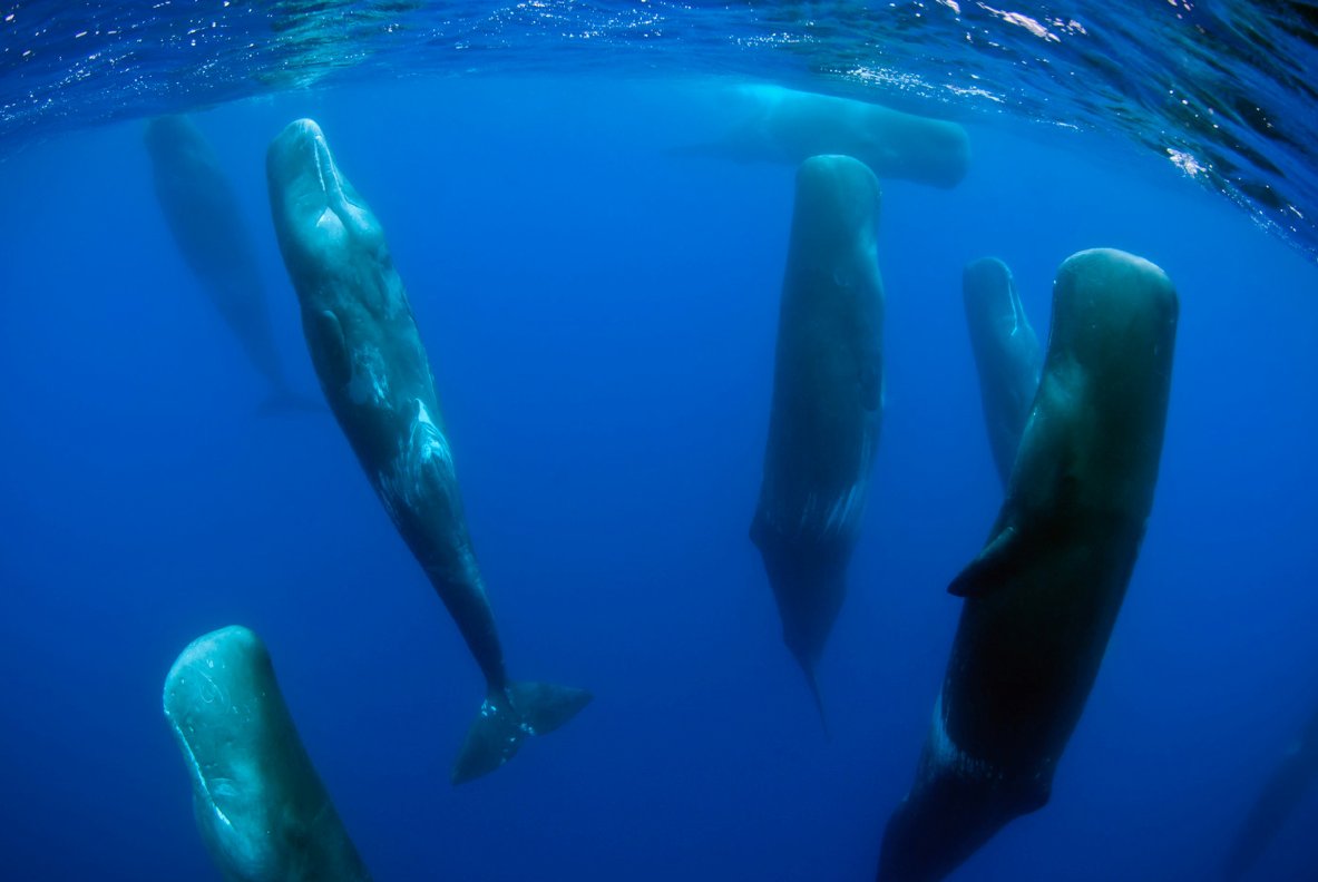AWhaleADay's tweet photo. Did you know sperm whales like to sleep vertically? #whalefact https://t.co/dvpmrRjPMC