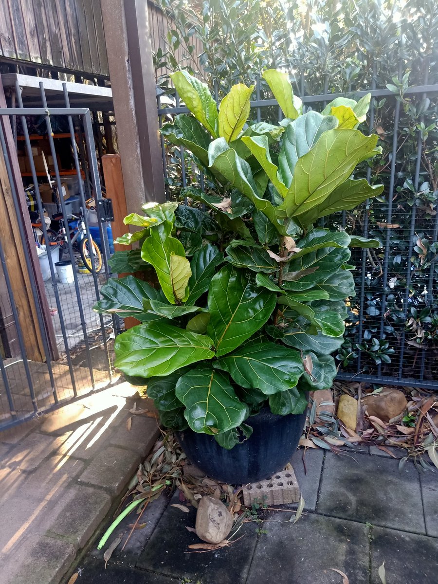 br3nmurphy's tweet photo. My big #fiddleleaf #fig https://t.co/pW9DUTL3sQ