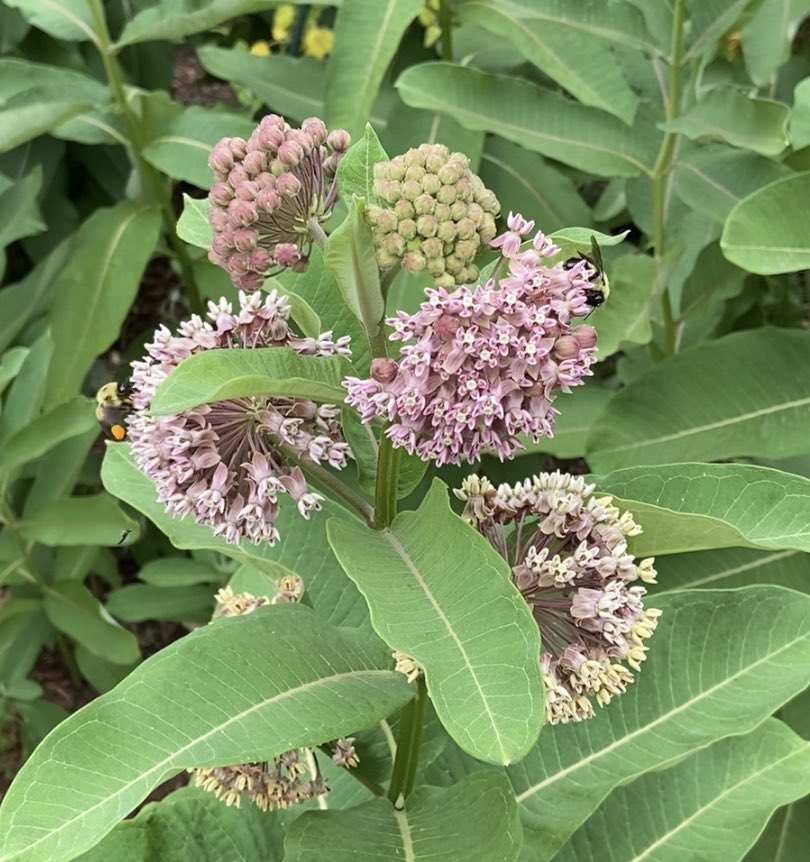 Wonderful morning helping out with planting &amp; weeding <a href="/USDA/">Dept. of Agriculture</a>’s People’s Garden. Such a big variety of products: tomatoes, peppers, apples, pears, zucchini’s, corn, blueberries, watermelon and many pollinator flowers. All produce will be donated. Great initiative!