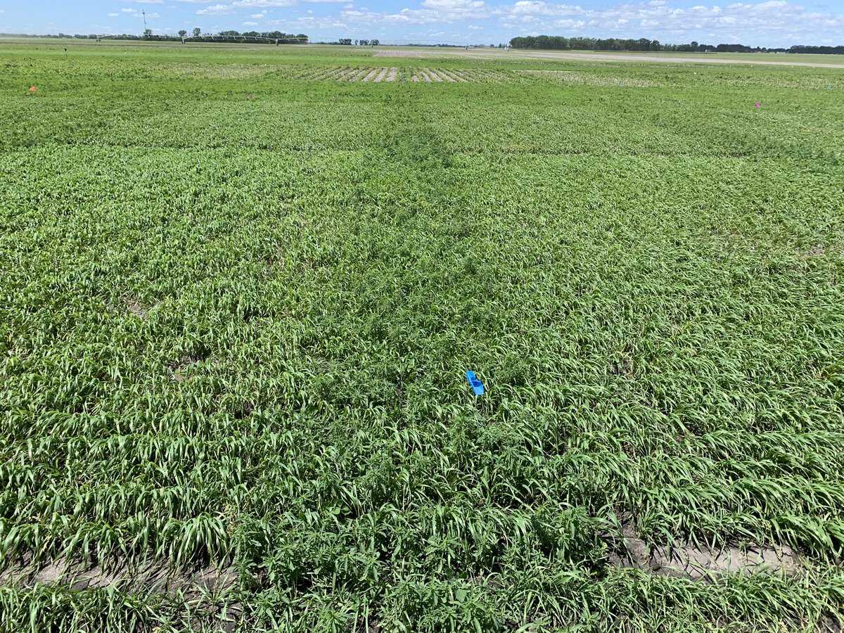 Today was seeing some plots <a href="/NDSU/">North Dakota State University</a>  and Glyndon research farm.  Some great trials with new herbicides and varietal response.  As well as an overwhelming urge to go tailgating and go to a bison game