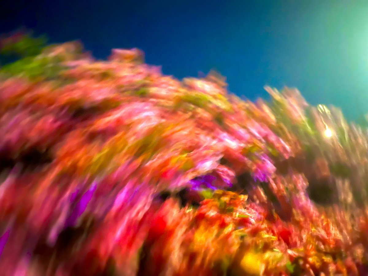 LostScrapbook's tweet photo. flowers for you https://t.co/1G2SiSk1ZW
