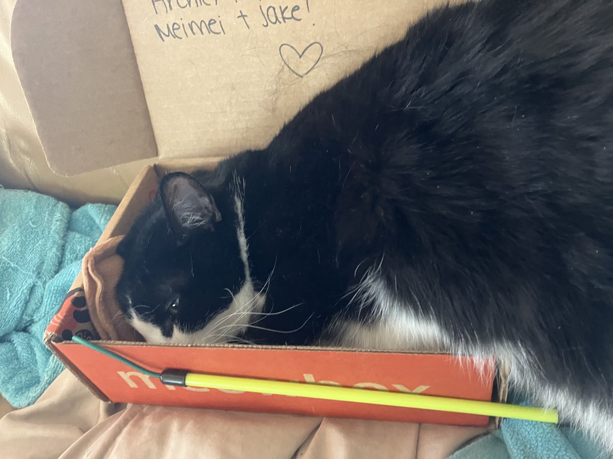 JenShelton1's tweet photo. Can’t be comfortable. @meowbox https://t.co/TtlSRe7AWP