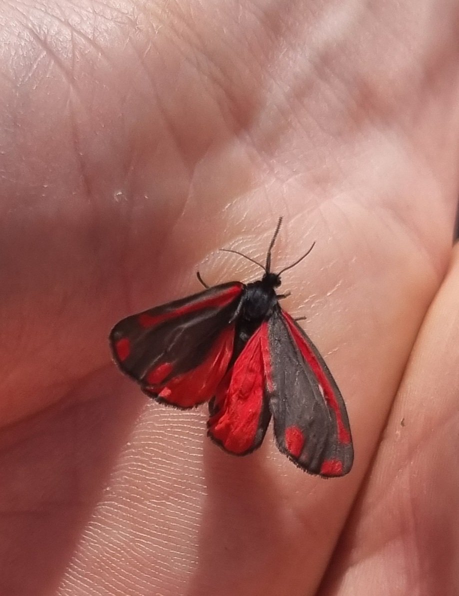 grannygrumps70's tweet photo. @LynnParsonsUK on my way home from town today Lynn this beautiful butterfly 🦋 landed on my sons hand for a rest https://t.co/9cL6Ez55Kh