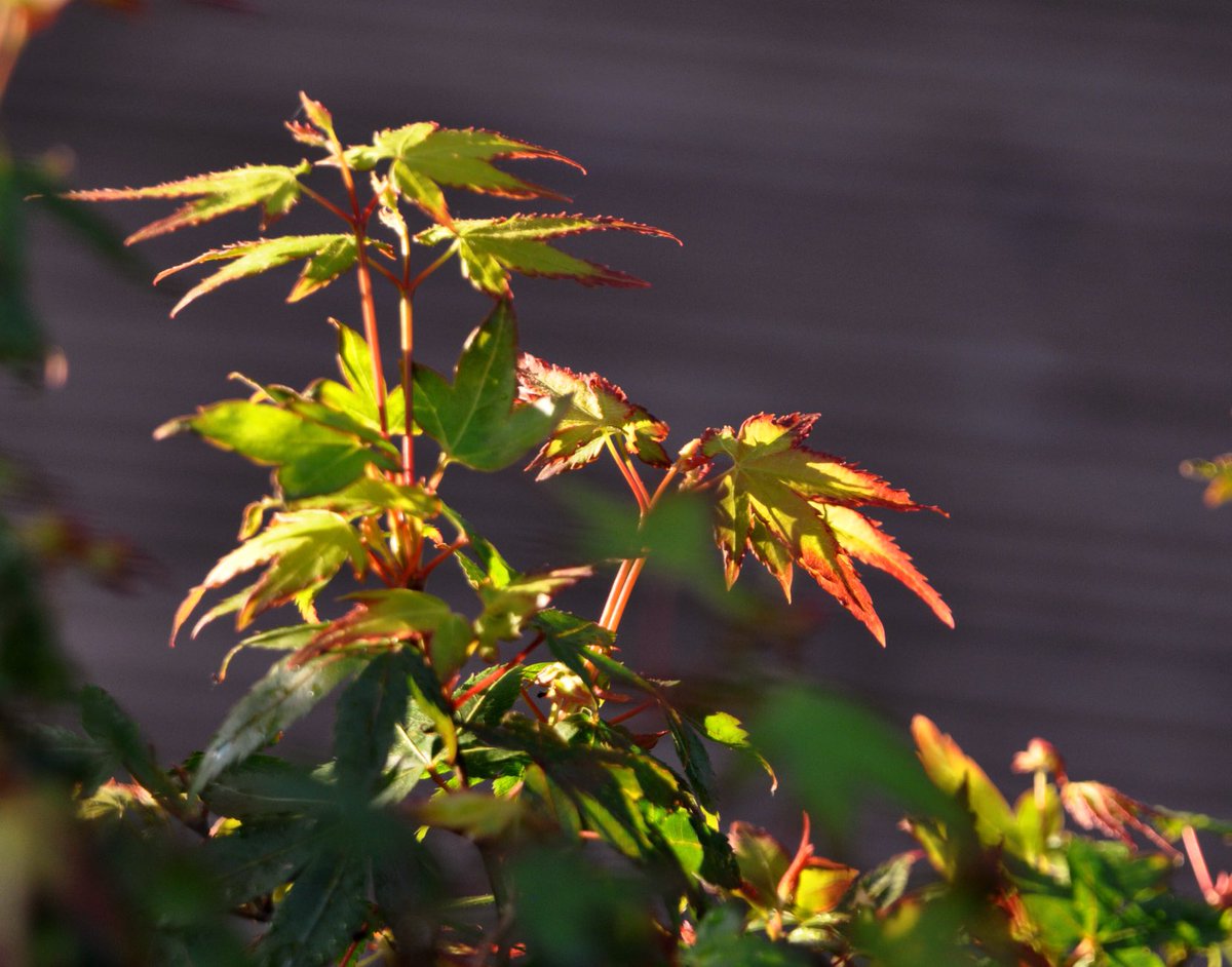 richardlittleda's tweet photo. Evening sun turns the leaves on this โLittle princessโ Acer into crimson gold. #projectgarden https://t.co/Bv5DmCHFeL