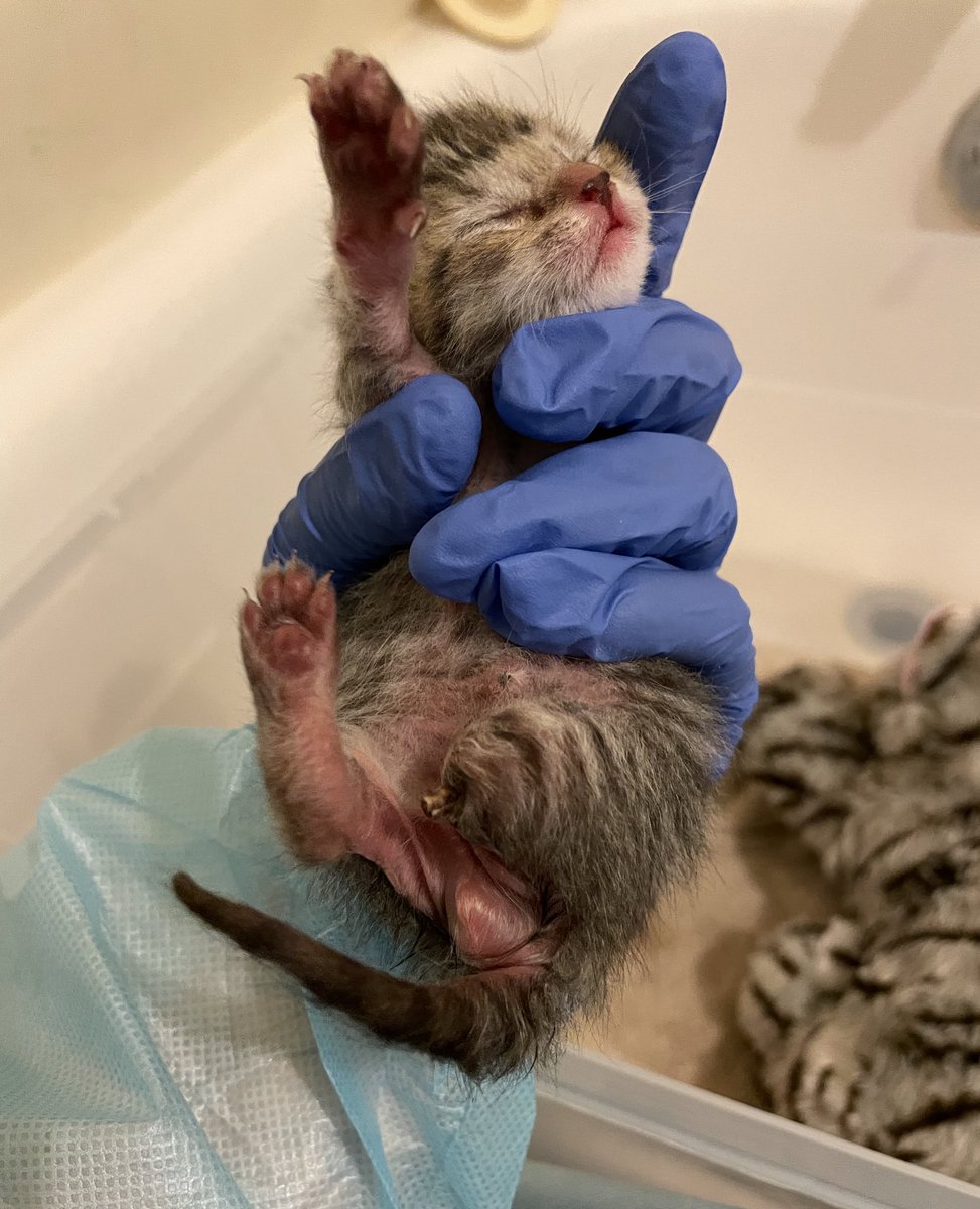🚨 INJURED NEWBORN KITTEN NEEDS HELP 🚨

please read and share if you're unable to donate

the more care i can provide for this baby, the greater his chances are of getting to grow up and see life.

he's not ready to give up yet and neither am i. thank you 💗

venmo: haleyannette