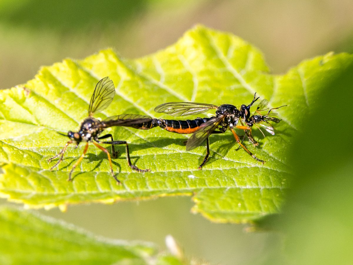 ElmhamMeadows's tweet photo. Multi-tasking female...  It seems that the male Common Red-legged Robberfly doesn't have the female's undivided attention as she is busy tucking into her prey, a parasitic wasp.

This genus of robberflies is unusual among robberflies for eating parasitic wasps as well as flies. https://t.co/yx0UK21ZLB