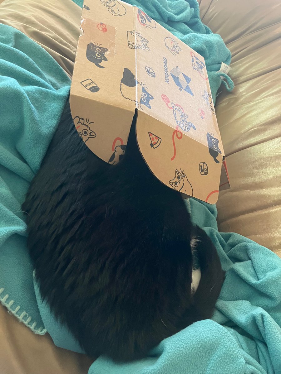 JenShelton1's tweet photo. @meowbox Inevitable end result. In between: successfully warded off attempted encroachment from sister. https://t.co/MacYTl2ldl