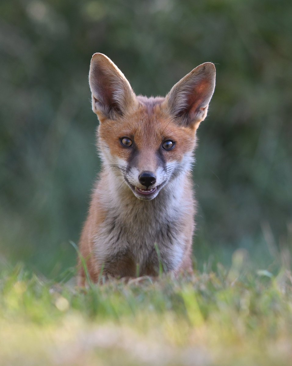 This reminds me of trying to smile nicely for school photographs #foxoftheday