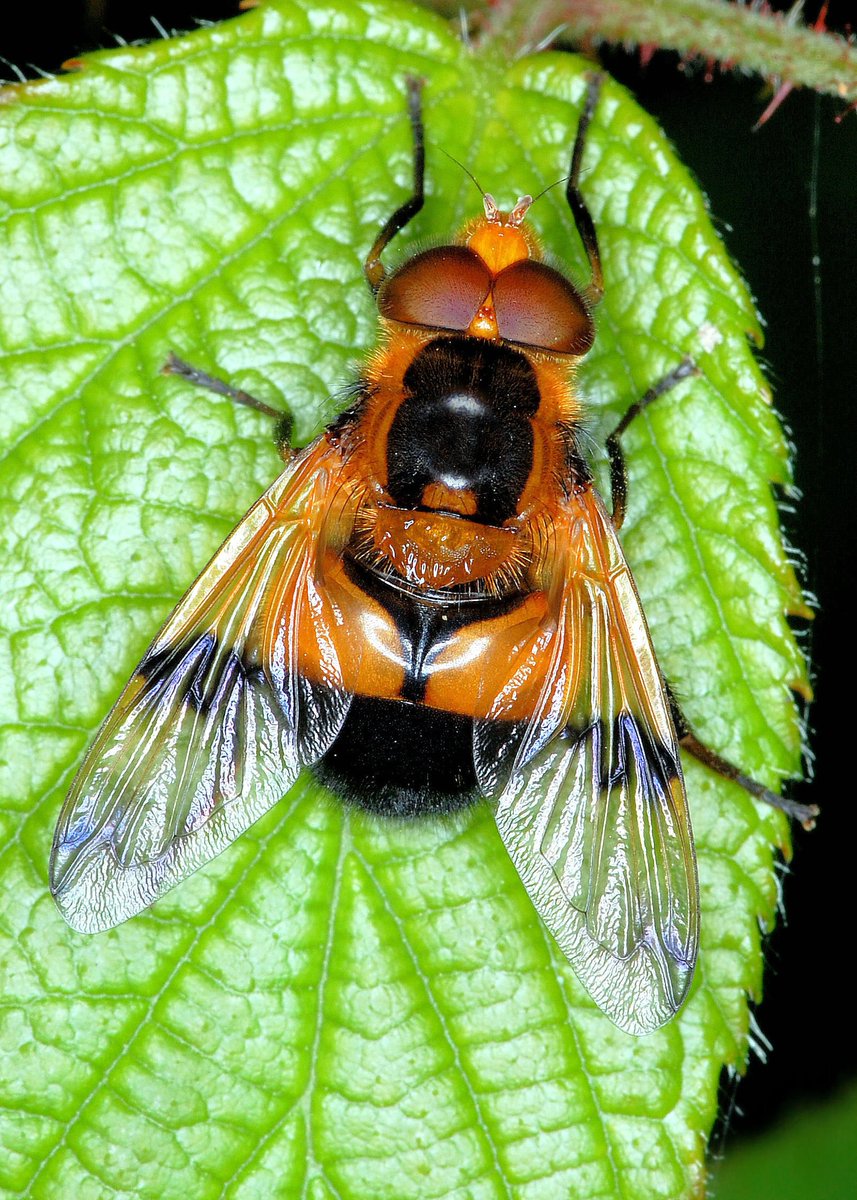 naturecatcher58's tweet photo. #Insectweek22
#insectweek
#WhatIsYourFavouriteInsect
It gets worse
I like a Sawfly, i like a Hoverfly, i like Ichneumons, I like a Moth..
How can you choose ? https://t.co/zekbmbcjsi