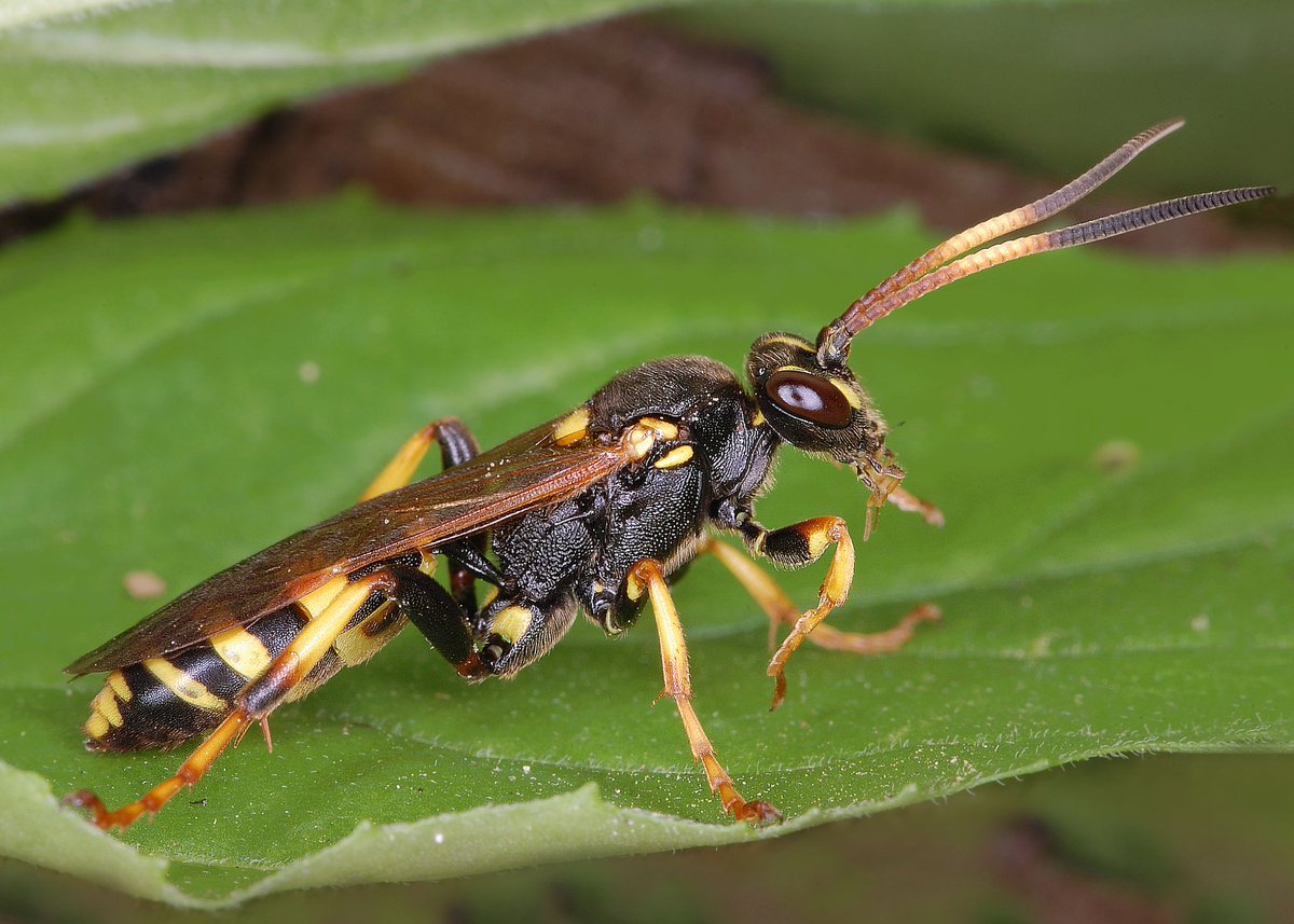 naturecatcher58's tweet photo. #Insectweek22
#insectweek
#WhatIsYourFavouriteInsect
It gets worse
I like a Sawfly, i like a Hoverfly, i like Ichneumons, I like a Moth..
How can you choose ? https://t.co/zekbmbcjsi