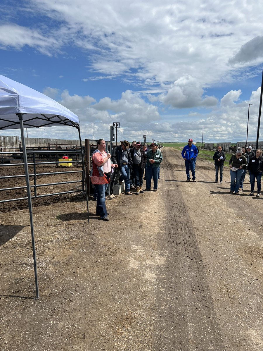 RibeiroLabUsask's tweet photo. Great time at the @LFCE_usask field day! Listening to @reccattle @T_Paterson15 @BradWelter talking about cattle feed, liver abscess, and drought management. @agbiousask @WCVMToday @usask https://t.co/WUkLupl0UA